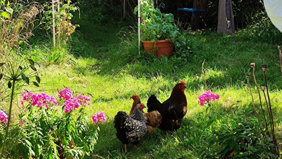 Für Naturverbundene ist das «charmante Zimmer mit Hühnern im grünen Garten» im Herzen Münchens zweifellos eine ideale Unterkunft.