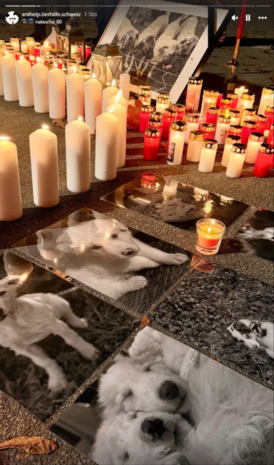 Tierschützer reagierten empört und hielten am Samstag eine Mahnwache ab.