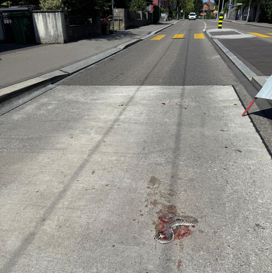 Schlange Bergstrasse Zürich
