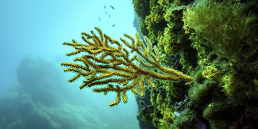 Koralle Meer Hochsee