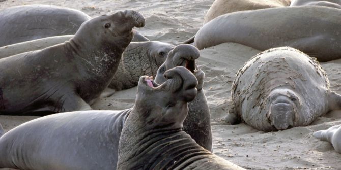 Seeelefanten am Strand
