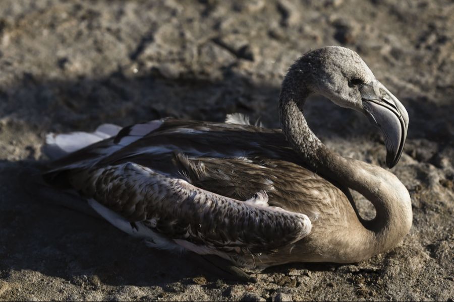 junger Flamingo
