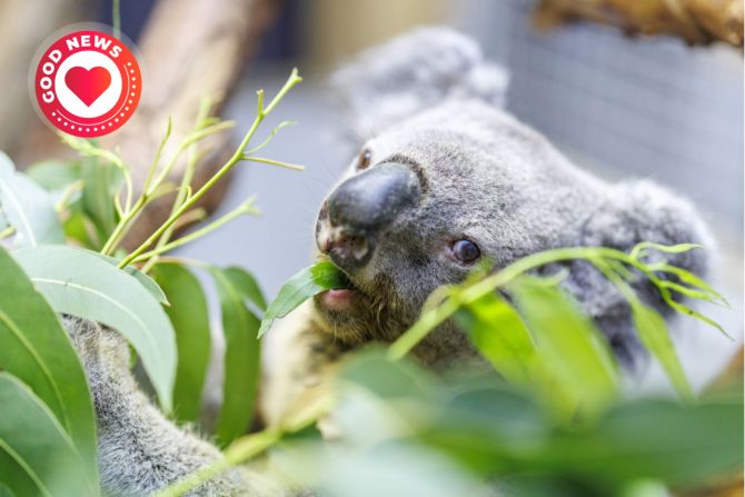 Koala
