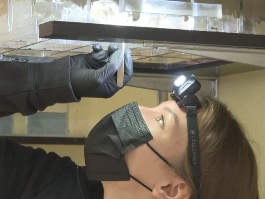 Bei der anschliessenden Übertragung auf eine Lehmoberfläche braucht es viel Fingerspitzengefühl. (Im Bild: Züchterin Judith Taxböck bei der Arbeit)