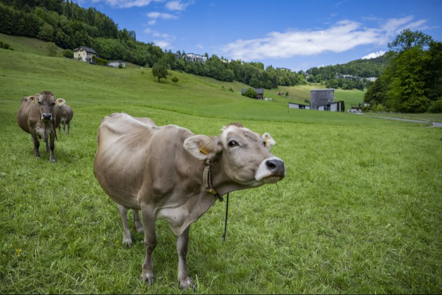 Kühe