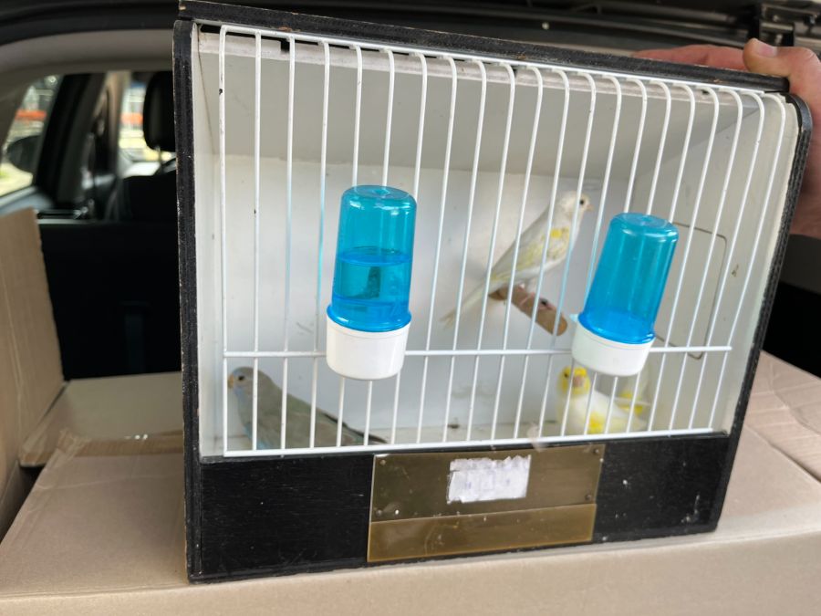 Ebenfalls in Chiasso fanden die BAZG-Mitarbeitenden vor zwei Jahren im Kofferraum eines SUVs einen geschützten Papageien.