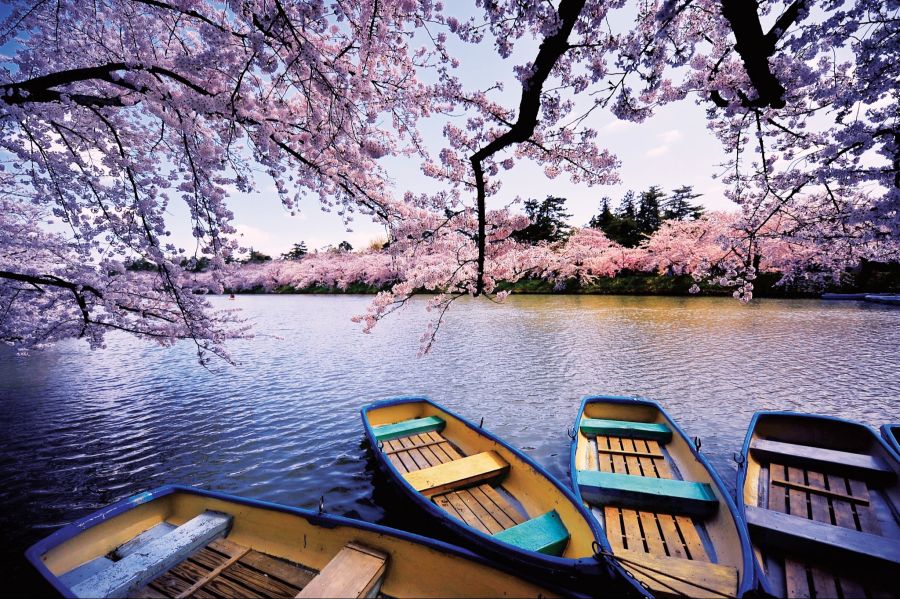 Die blühenden Kirschblüten in Japan sind ein bekanntes Naturereignis.