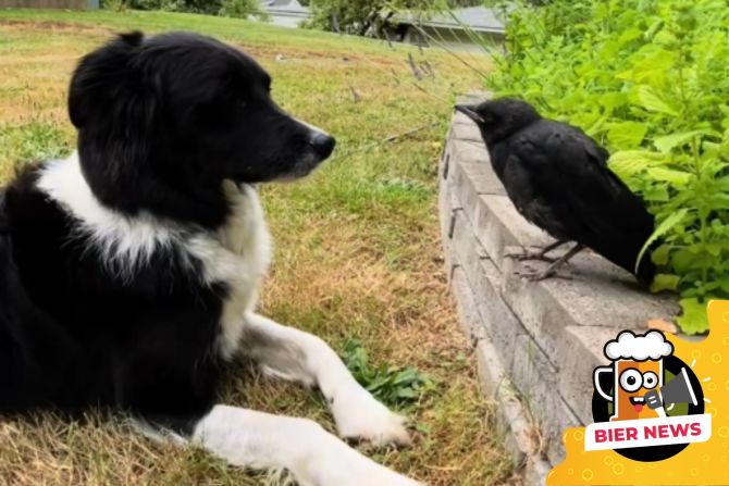 Krähe Border Collie Hund