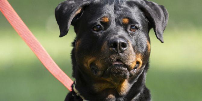 Rottweiler