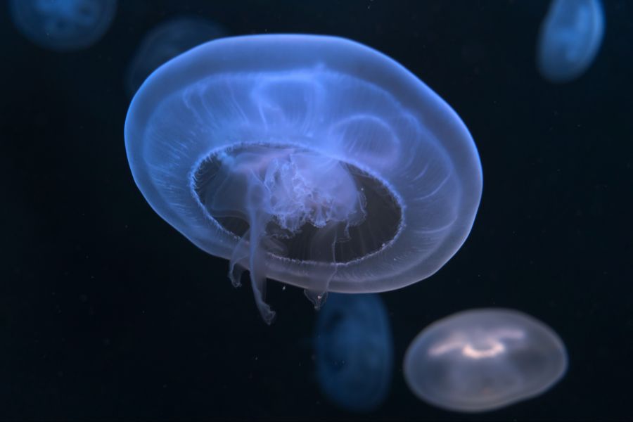 Die Tentakel können bis zu 10 Meter lang werden. (Symbolbild)