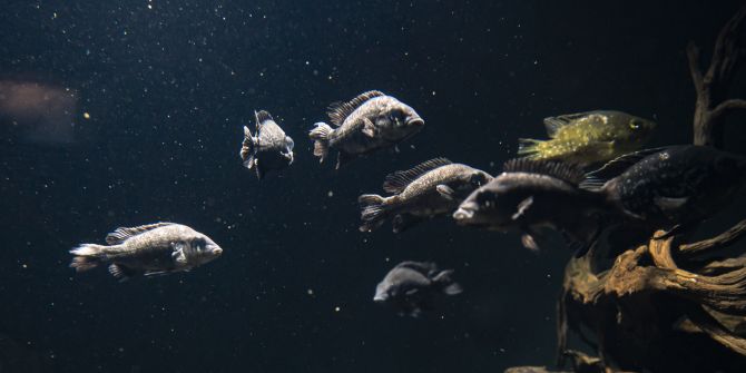 Mangarahara-Buntbarsch