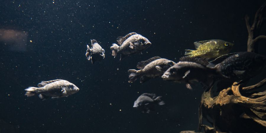 Mangarahara-Buntbarsch