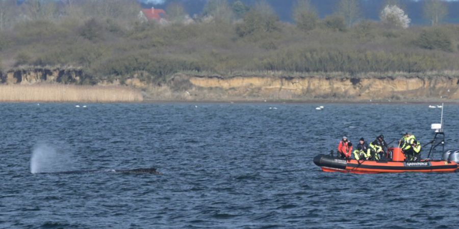 Der Buckelwal liegt am Nachmittag noch immer in der Wismarer Bucht. Foto: Stefan Sauer/dpa