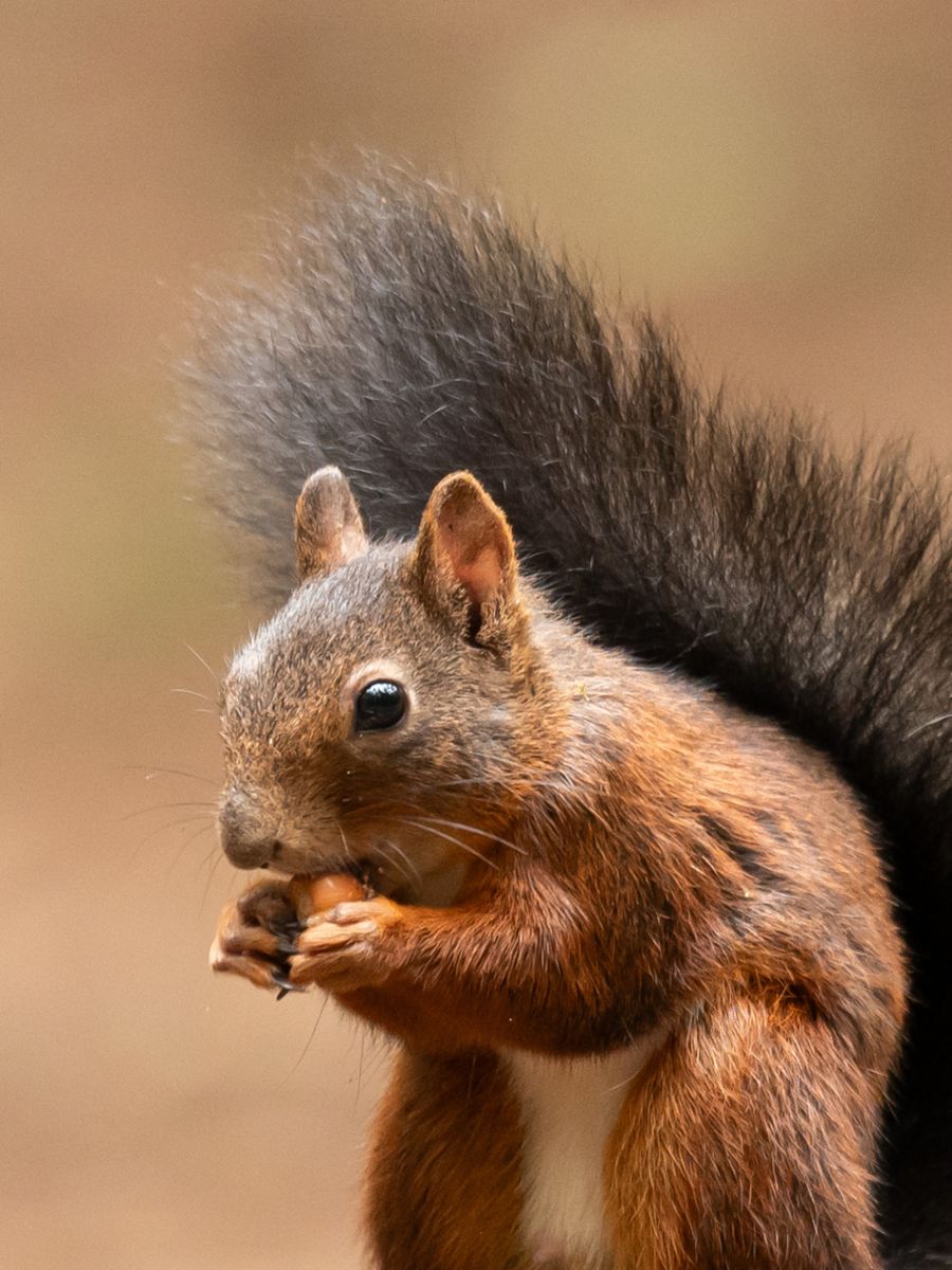 Ihre Vormieterin habe die Eichhörnchen jahrzehntelang mit Nüssen auf dem Balkon versorgt, sagt Samira Marti.