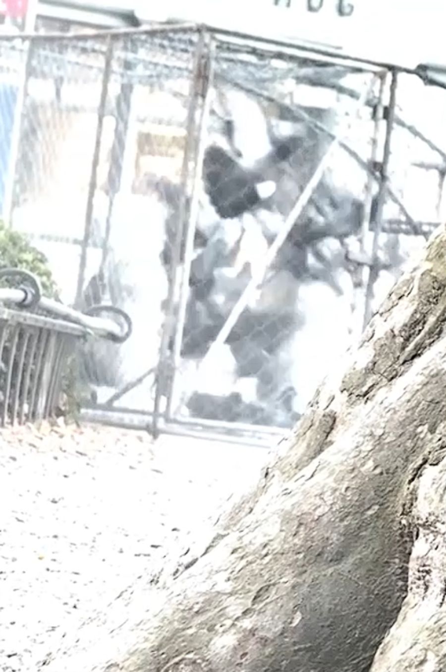 Eine Nau.ch-Lesereporterin beobachtet am Bahnhof Zürcher Stadelhofen eine Tauben-Einfangaktion – zahlreiche Tiere flattern panisch in einem Käfig.