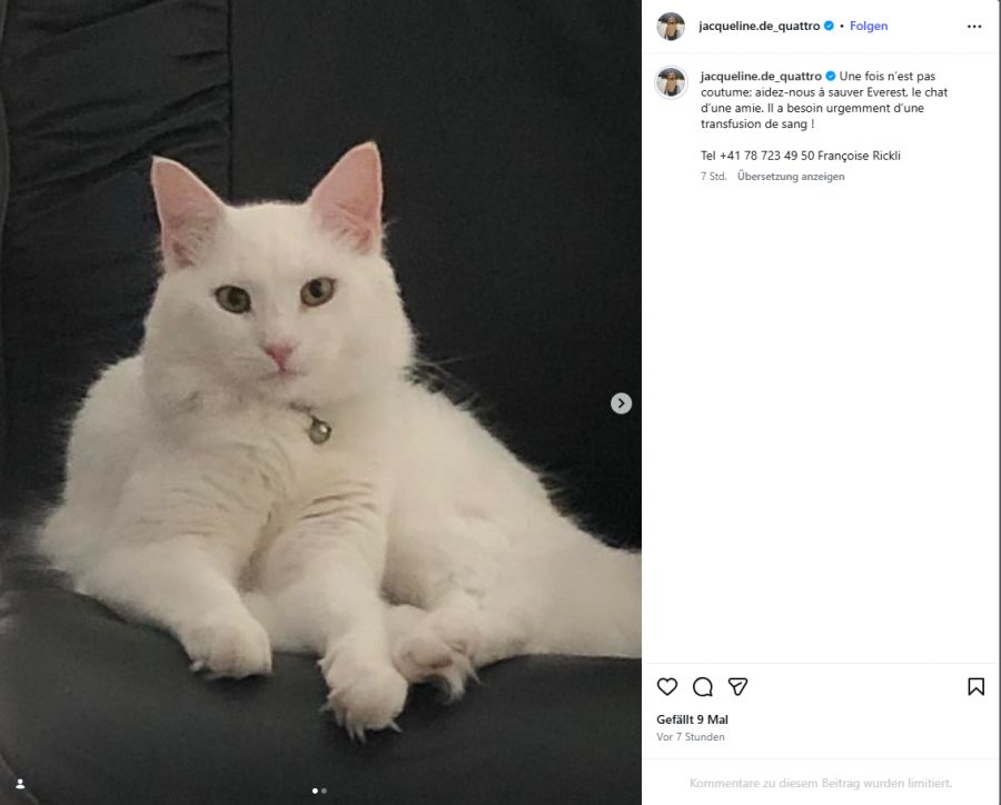 Die Katze ihrer Schwester braucht eine Transfusion.