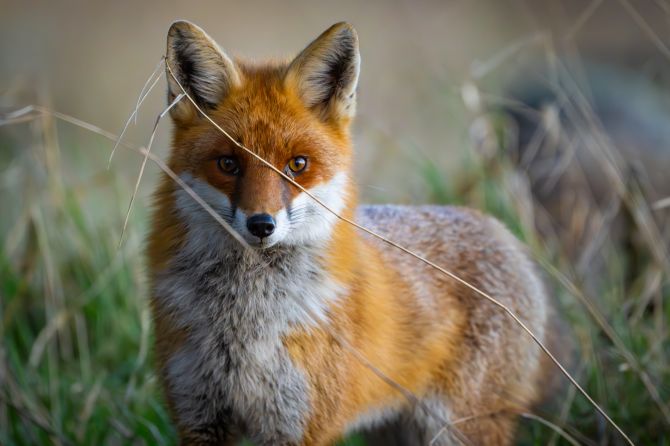 fuchs