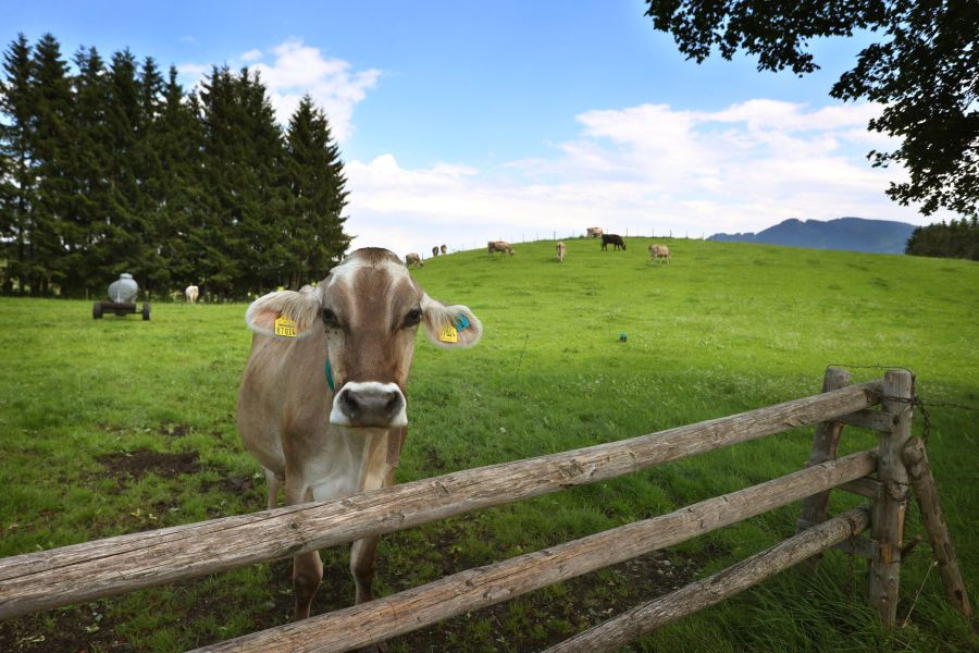Diese Massnahme soll die Einschleppung der hoch ansteckenden Tierseuche in die Schweiz verhindern. (Symbolbild)