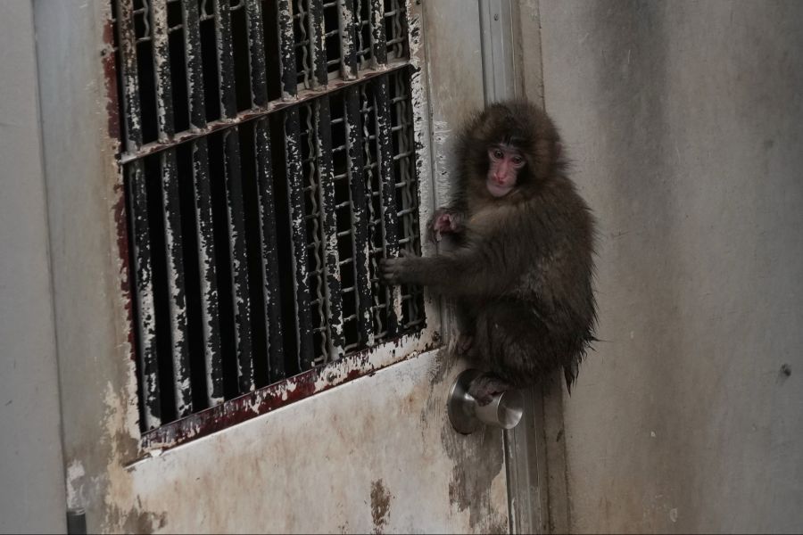 Der Kleine fresse wie ein Scheunendrescher.