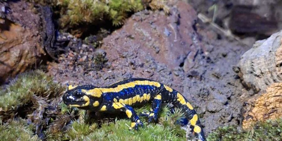 Im Tierpark Lange Erlen in Basel sind neu Feuersalamander zu sehen.