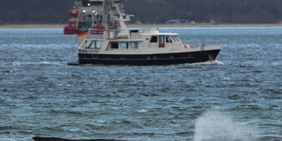 dpatopbilder - Der gestrandete Wal liegt im Wasser der Ostsee vor der Seebrücke am Hafen Niendorf. Foto: Marcus Brandt/dpa