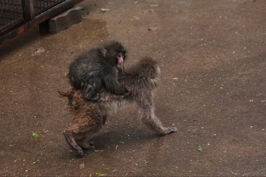 Jetzt zeigt sich: Punch geht es besser und er findet neue Nähe.