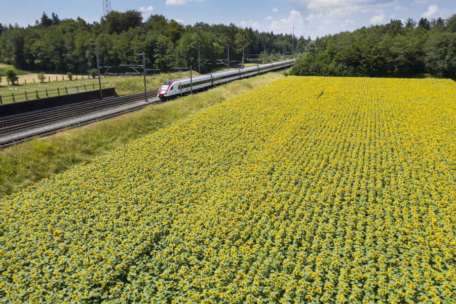 Das Sonnenblumenband macht auf unsichtbare Einschränkungen aufmerksam.