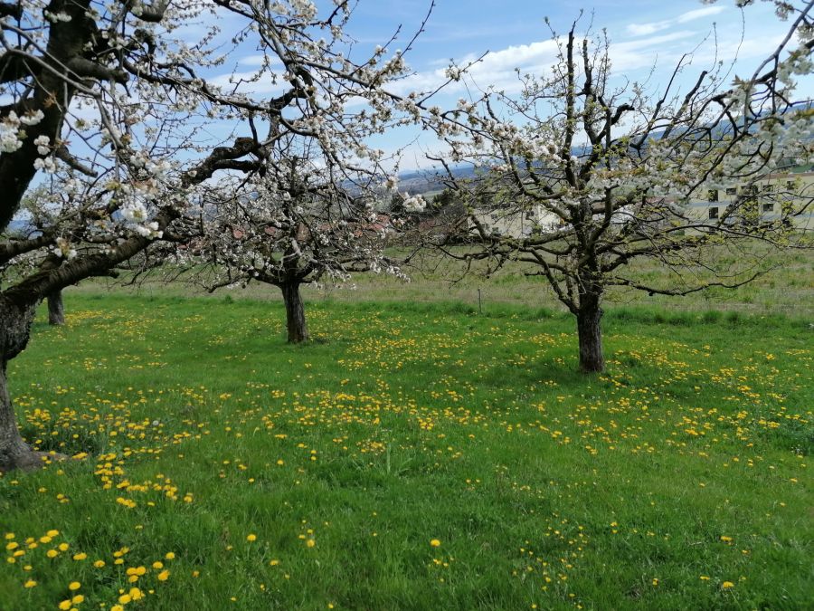 Obstblüte Wanderung Bielersee