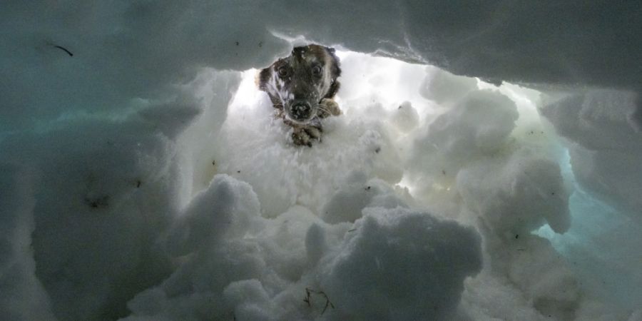 20 im Bergen von Lawinenverschütteten ausgebildete Hunde machen am Wochenende auf dem Stoos den Schweizer Meister unter sich aus.