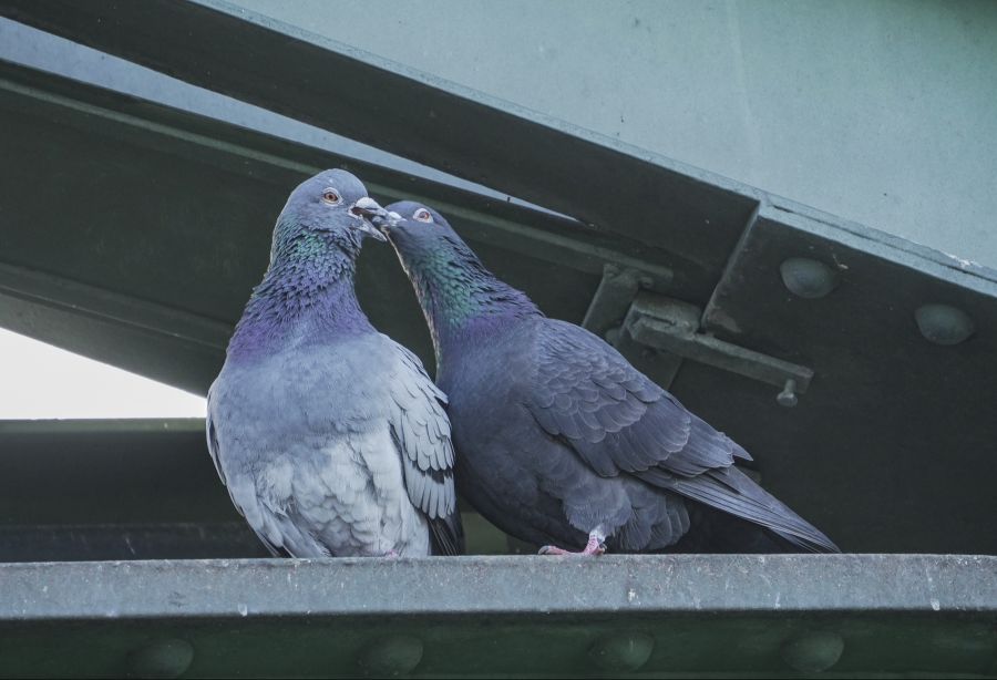 Tierschützer kritisieren die Aussagen. Denn Tauben seien eigentlich «obdachlose Haustiere».