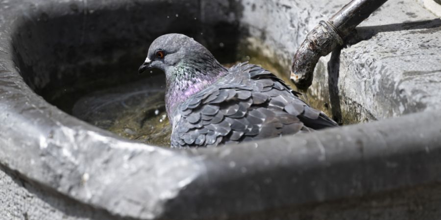 Sogar Vögel suchen Abkühlung: Eine Hitzewelle hat die Schweiz fest im Griff. (Symbolbild)