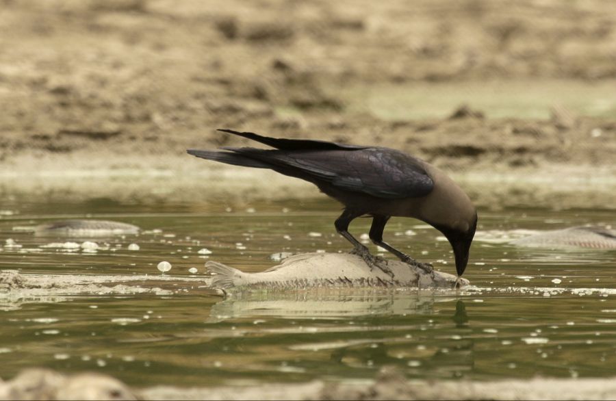 Fische leiden unter den niedrigen Wasserständen.