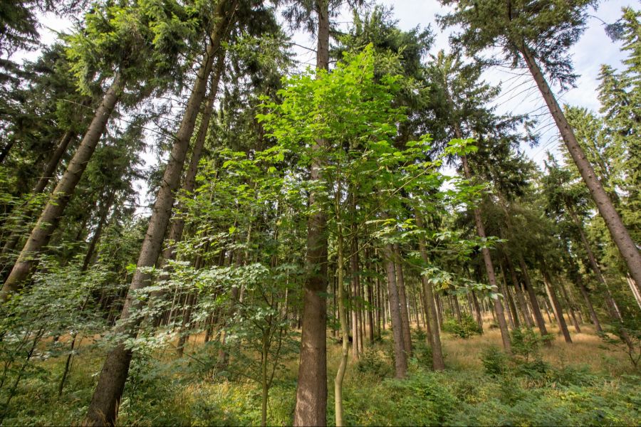 Aktuell sind Buchen und fichten in unseren Wäldern dominant, das könnte sich in Zukunft ändern.