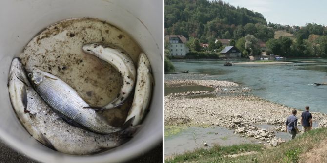 Forellen Äschen
