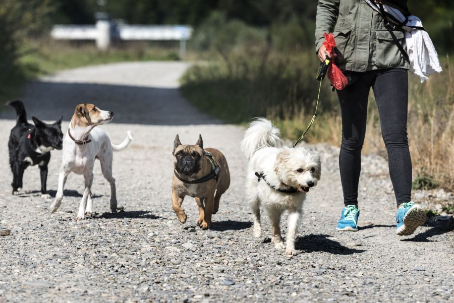 Robidog Hunde