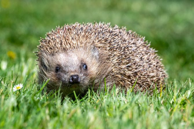 igel