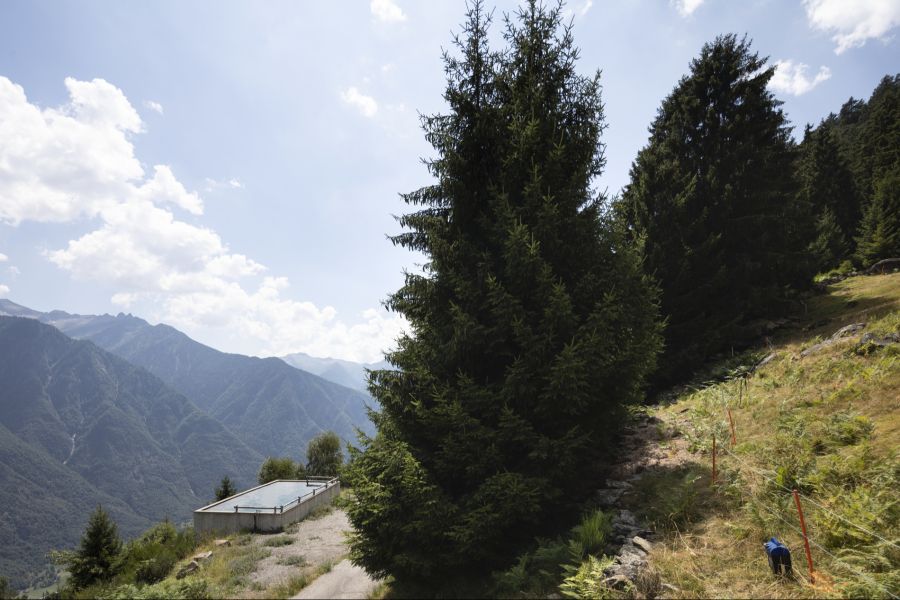 Der Kanton Wallis schlägt Alarm und warnt: Ein Waldbrand wäre derzeit nur sehr schwer unter Kontrolle zu bringen. (Symbolbild)