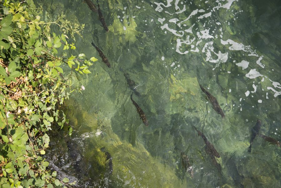 fische