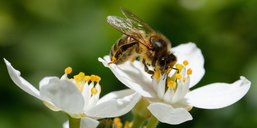 Je nachdem, welche Pflanzen den Bienen als Nahrungs