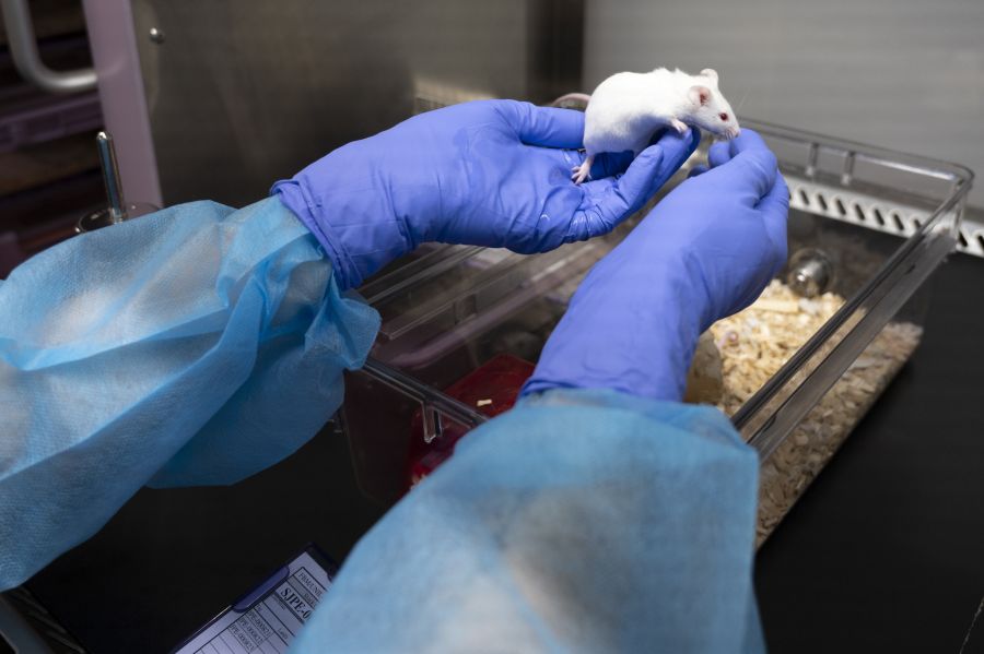 Schweizer Forschende wollen Tierversuche überflüssig machen – mit einer KI-Maus.