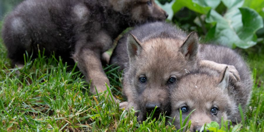 Jung Wölfe bevölkern den Berner Tierpark Dählhölzli.