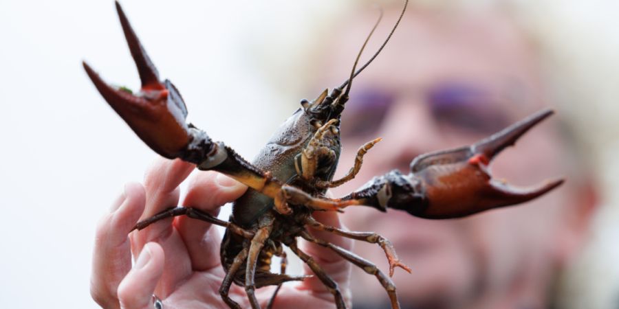 Im Februar 2024 wurde bei Edelkrebsen in der Pfaffnern, einem Bach zwischen Rothrist und Vordemwald im Kanton Aargau, die Krebspest nachgewiesen. (Symbolbild)