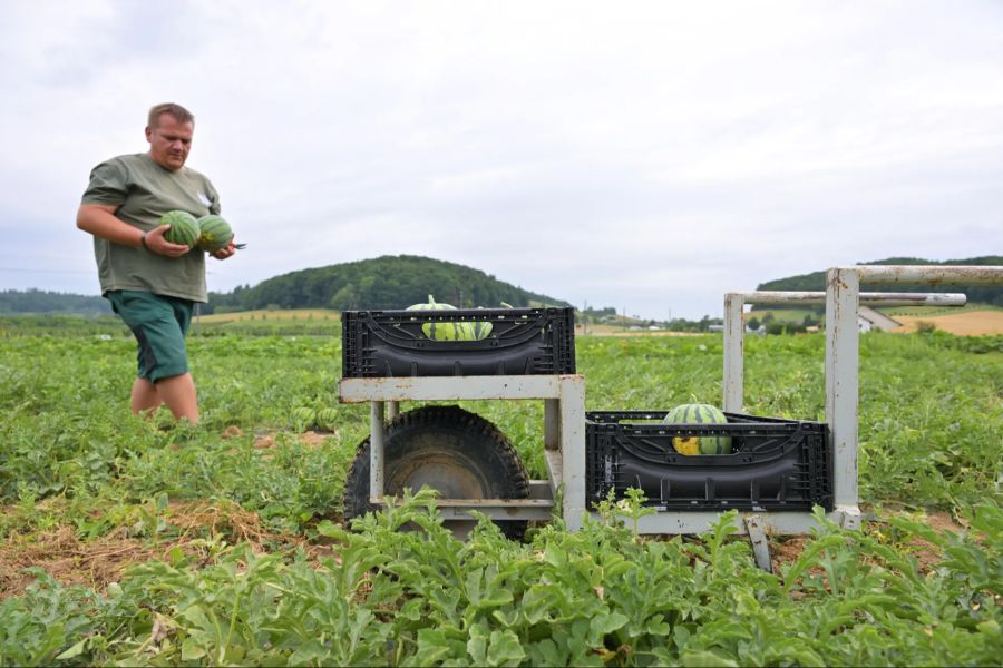 Seit 2018 baut die Zürcher Juckerfarm Wassermelonen an.