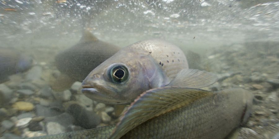 Kaltwasserfische wie Äschen leiden ganz besonders unter den hohen Wassertemperaturen.