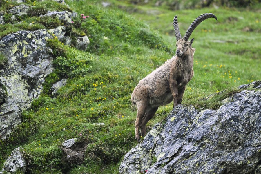 Männliche Tiere können bis zu 100 Kilogramm schwer werden.