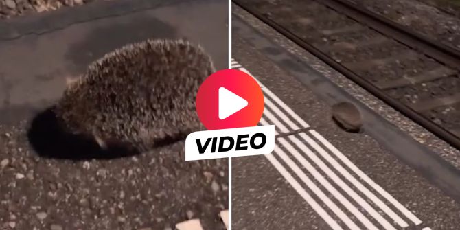 Igel