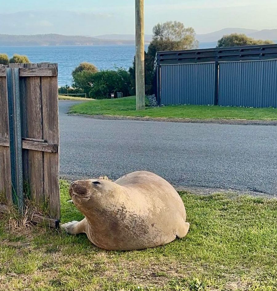 Neil the Seal