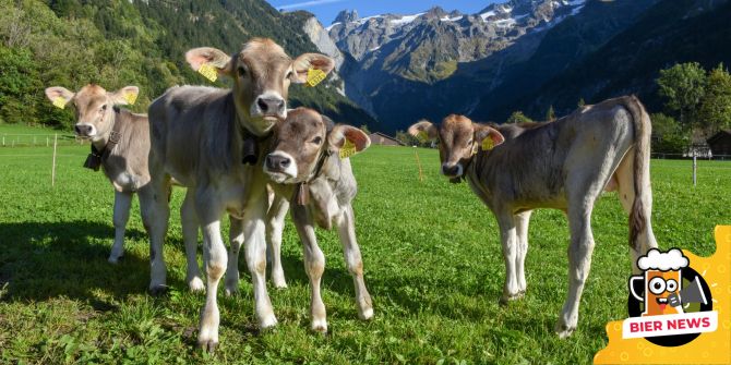 Kälber Schweizer Alpen