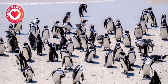 Pinguine Südafrika