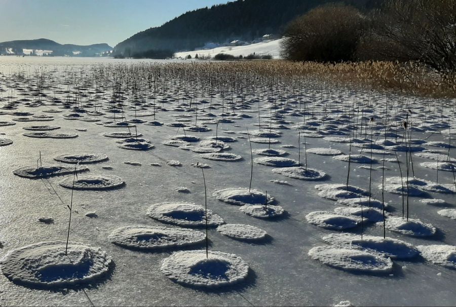 Die Eis-Omeletts bilden sich um Unebenheiten auf der gefrorenen Seeoberfläche, wie beispielsweise Gräser.